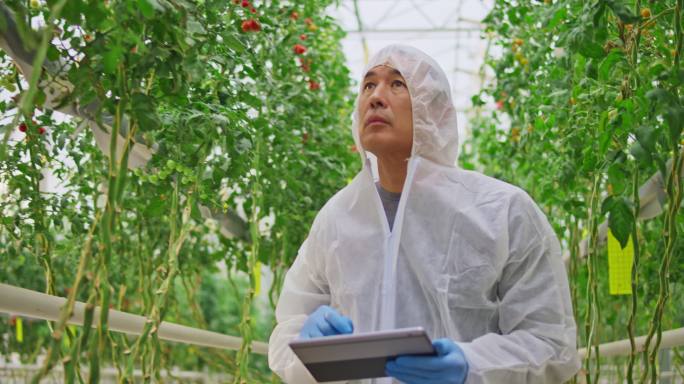男性研究技术人员检查温室中的番茄植株