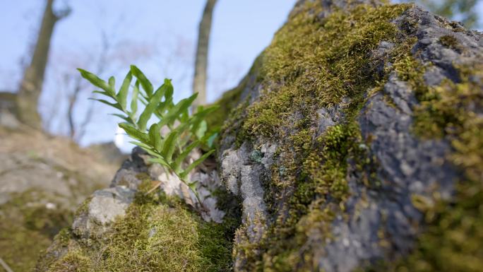 石头上的苔藓+已调色