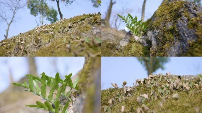 石头上的苔藓+已调色