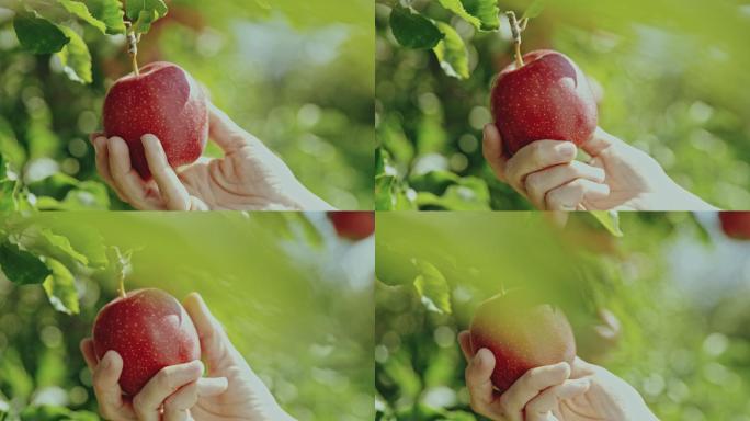 一个女人的手在检查一个苹果