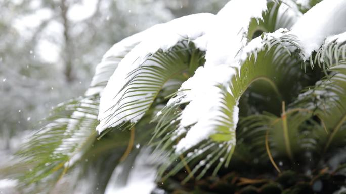 冬天雪景实拍6组