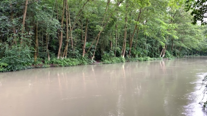 城市湿地公园河流岸边树林河水流淌 水涨满