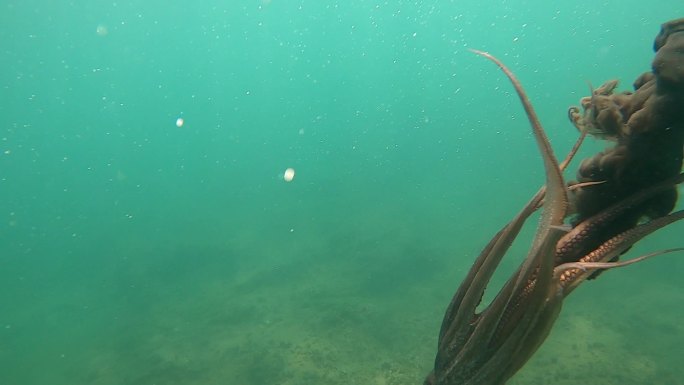 在地中海水下游泳的野生章鱼。