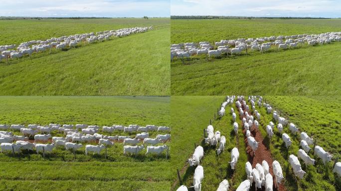 草原上的牧群放牛天然无污染原生态养殖