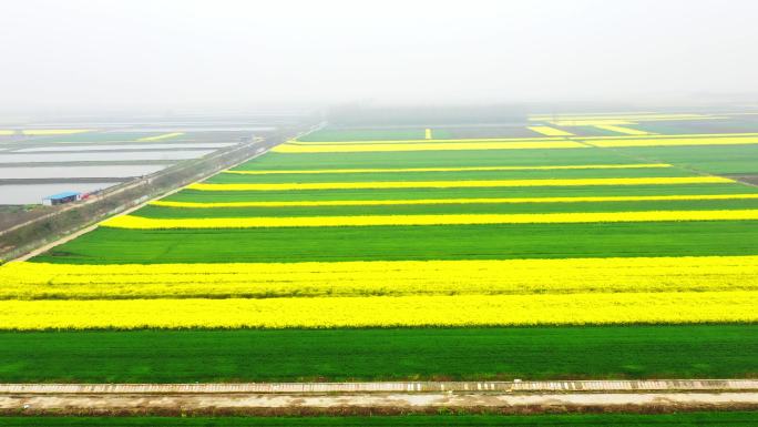 航拍油菜花海梯田