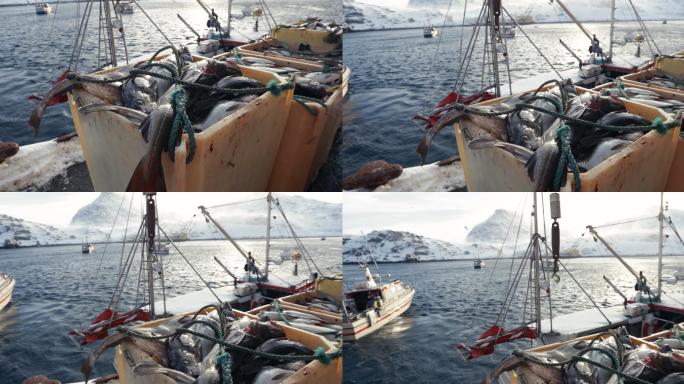 北冰洋鳕鱼捕捞业：装满鱼的渔船