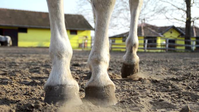 一只马在牧场马蹄特写白马视频空镜头