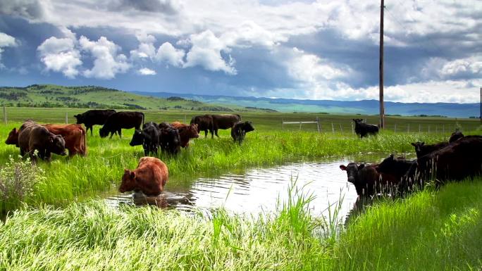 牛群聚集在水坑旁自然绿洲生态青草航拍鸟瞰