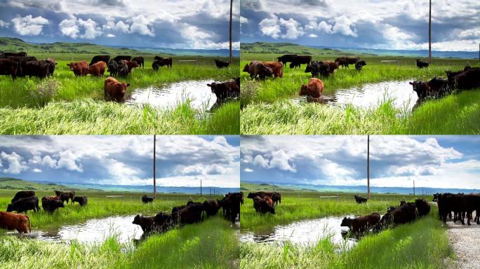 牛群聚集在水坑旁自然绿洲生态青草航拍鸟瞰