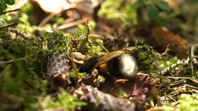 森林地面上的大黄蜂