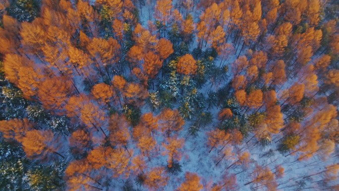 金林-山