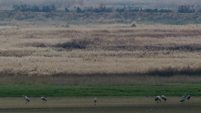 2.8K一群灰鹤在湿地上休憩01