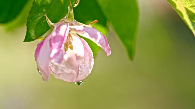 从苹果花上滴下的雨滴的慢镜头。