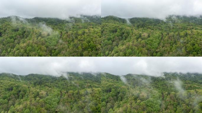 雾慢慢地穿过树林大自然生态美景栖息森林树