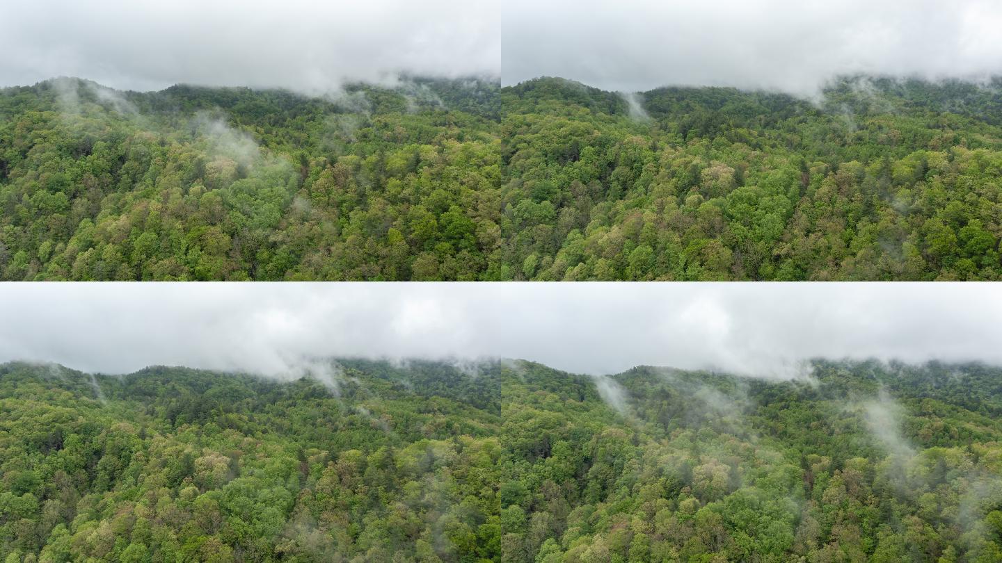 雾慢慢地穿过树林大自然生态美景栖息森林树