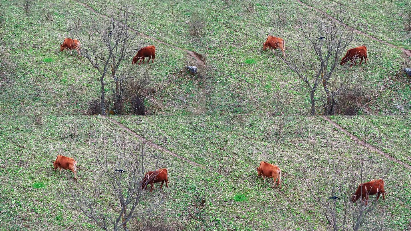 田野上吃草的牛群