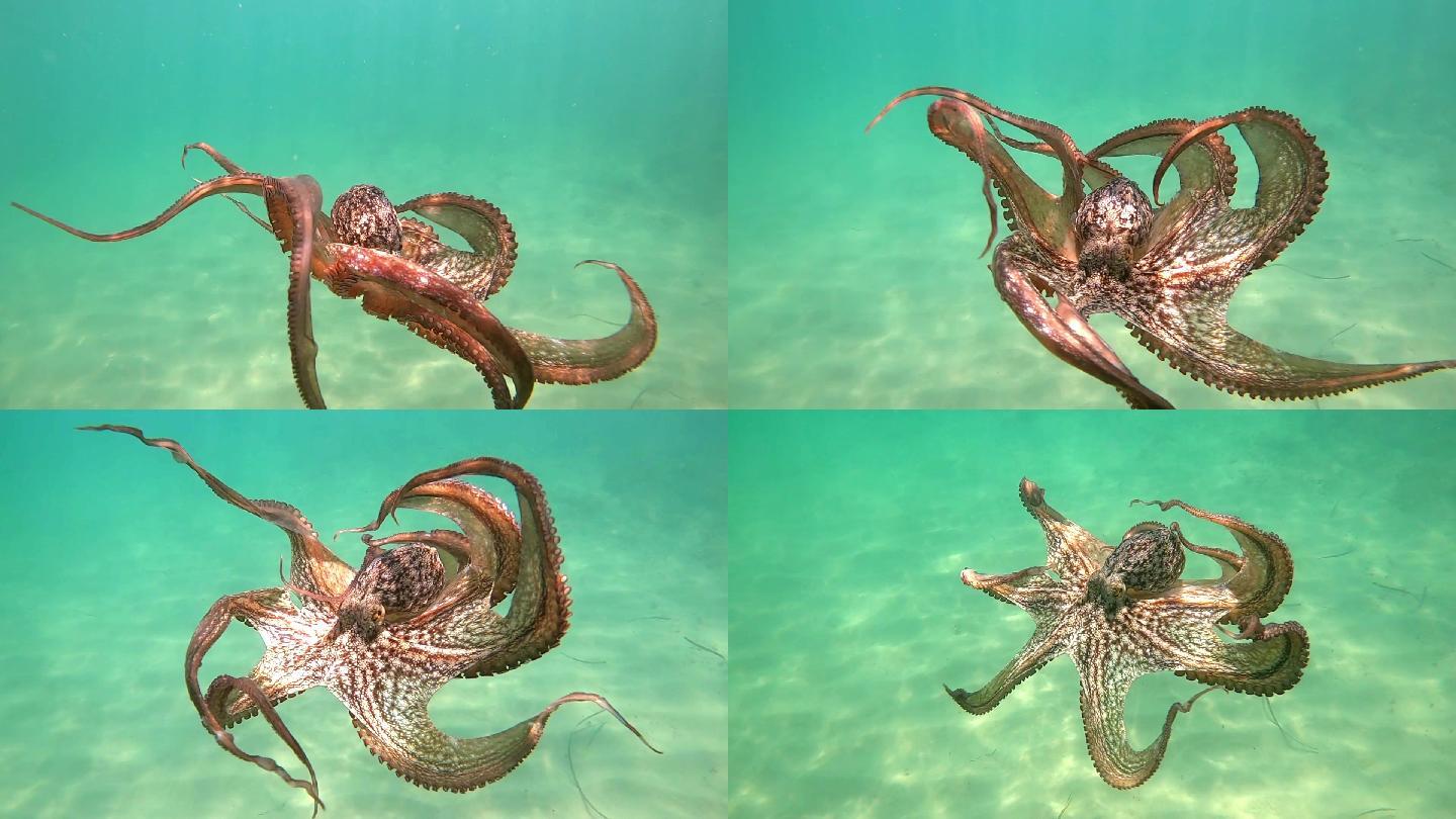 野生章鱼大海鱼类物种多样性八爪鱼