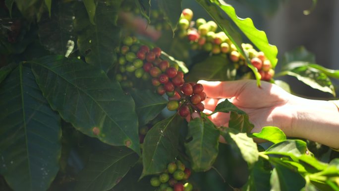 红色的咖啡浆果生长农场收获
