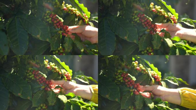 红色的咖啡浆果生长农场收获