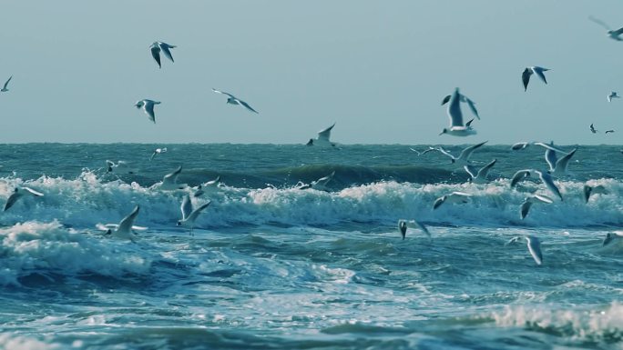 海鸥在海面上飞翔
