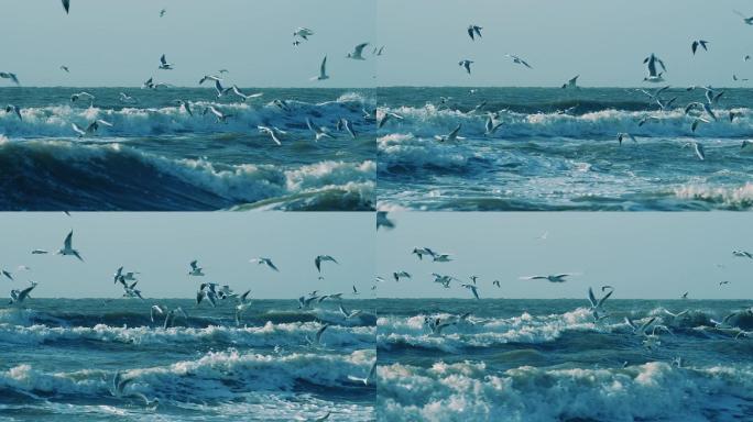 海鸥在海面上飞翔