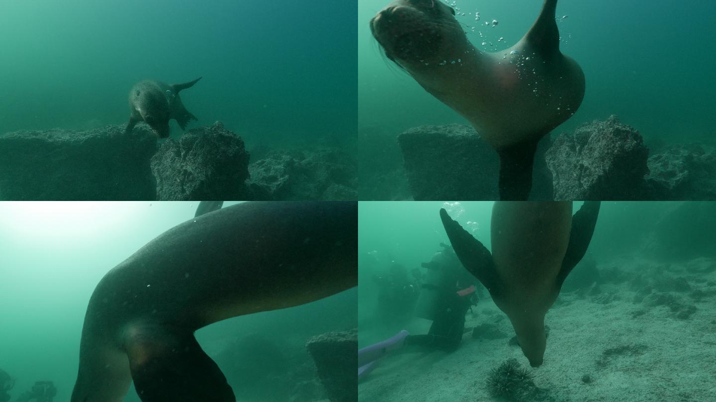海底摄像海豹游泳