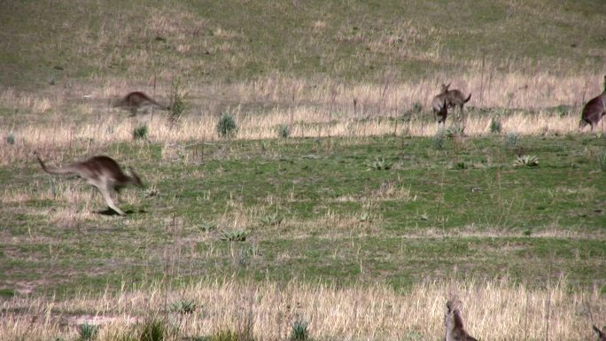 袋鼠在野外跳跃草原野生野外澳洲草地