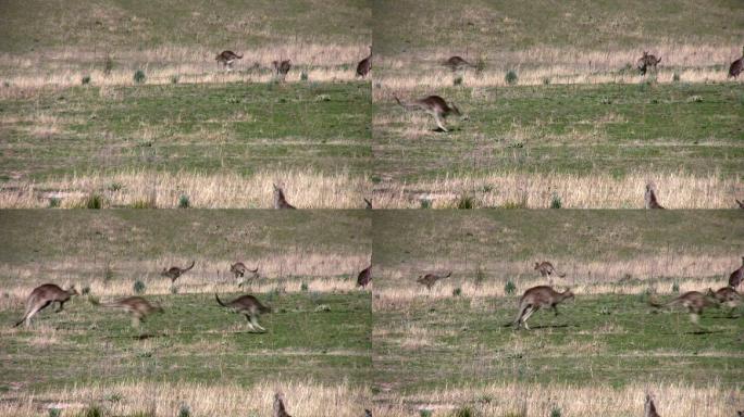 袋鼠在野外跳跃草原野生野外澳洲草地