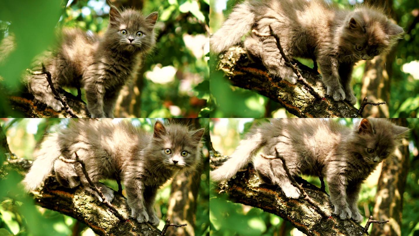 树枝上的小猫美丽猫科动物跟踪拍摄