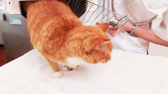 猫来到兽医那里猫咪黄猫救助站