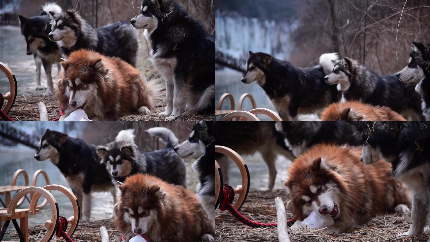 雪橇犬