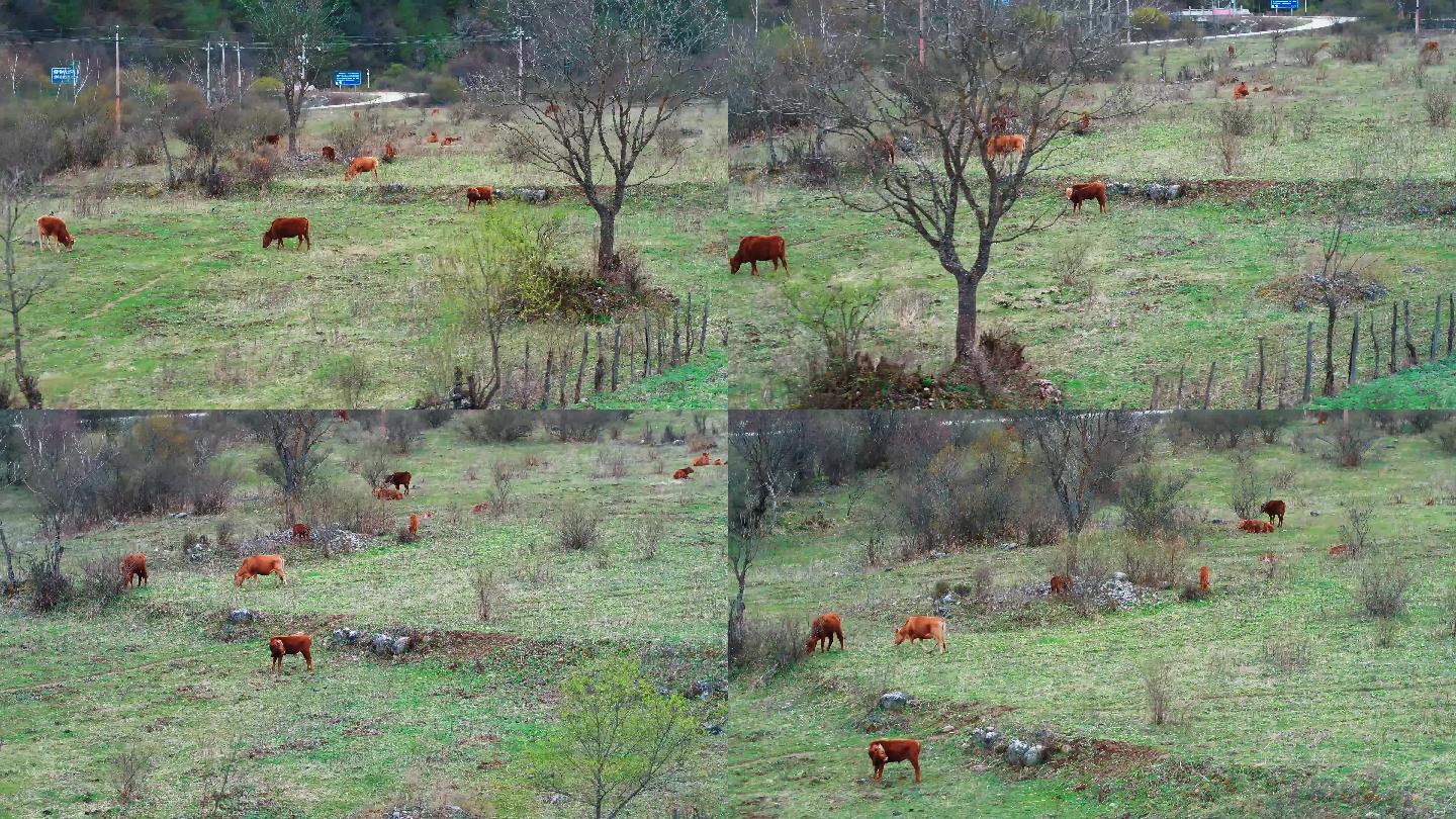 田野里吃草的牛群