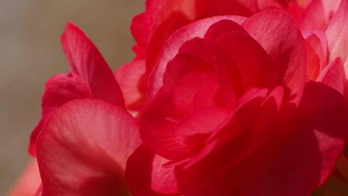 秋海棠红花