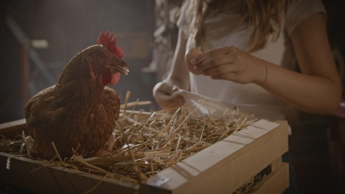 捡鸡蛋家禽生态养殖农业鸡蛋农场农村生活