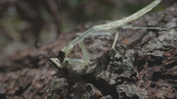 体色半透明的多齿华柔螳山间捕食蚂蚁5