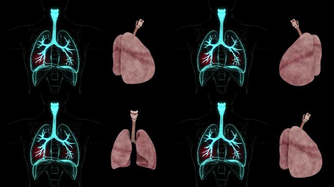 【带通道】人体肺部展示动画
