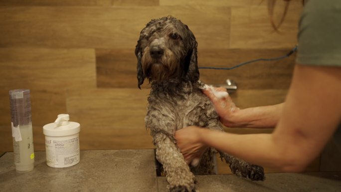 拉布拉多狗在宠物美容沙龙洗澡