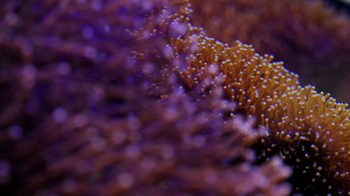 艳丽珊瑚：地球上最古老的海洋生物之一06