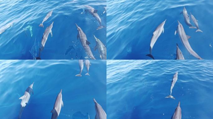一群海豚在海里游泳