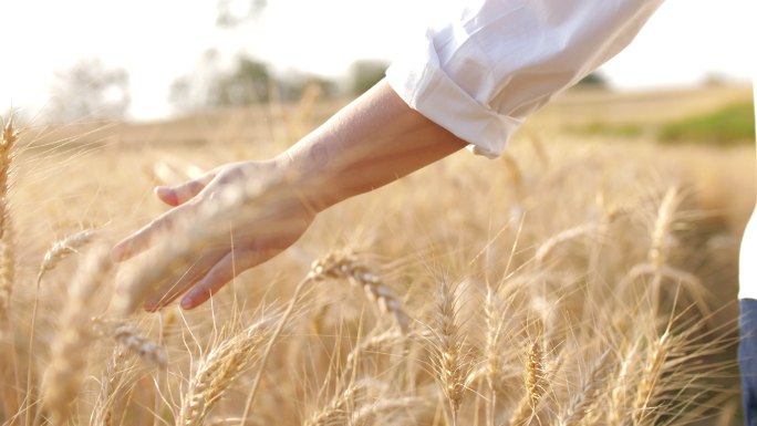 手抚摸小麦农业麦田麦穗麦子丰收农民