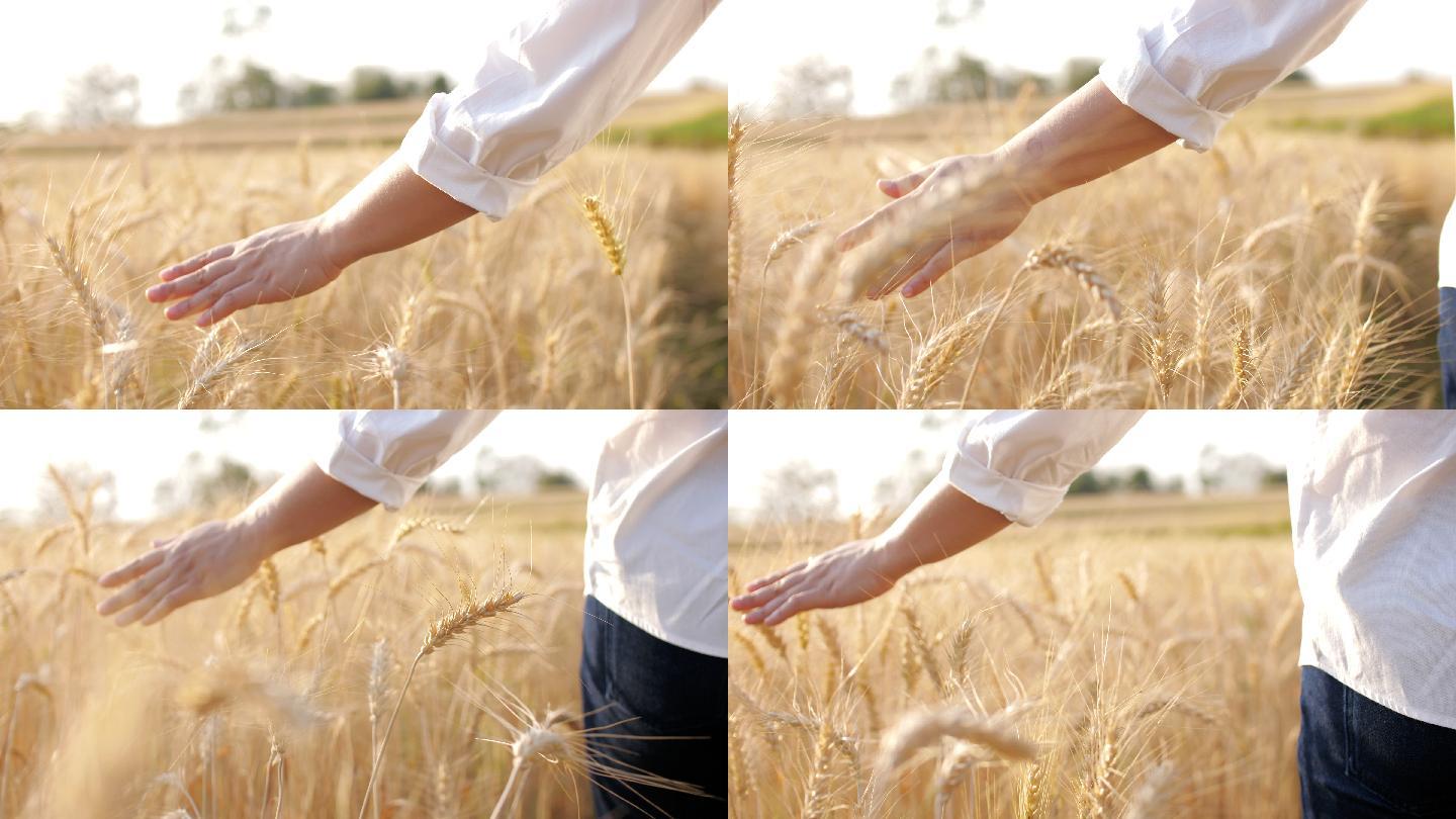手抚摸小麦农业麦田麦穗麦子丰收农民