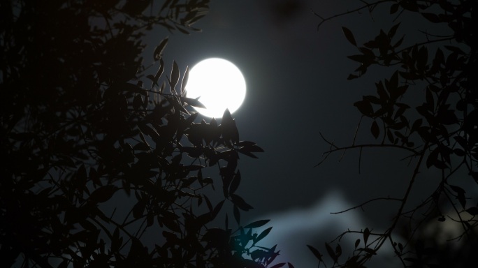 橄榄树叶后的满月夜空月空夜黑风高月色夜色