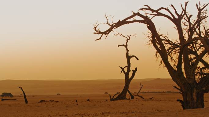 宁静沙漠景观中的枯树