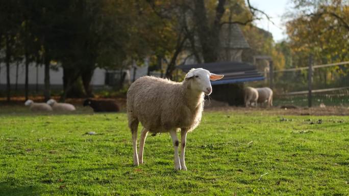 站在绿草上的羊绵羊特写现代农业绿色生态