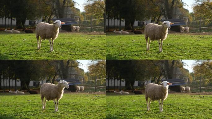 站在绿草上的羊绵羊特写现代农业绿色生态