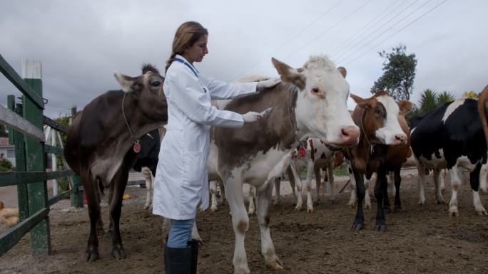 女兽医在畜牧场为奶牛接种疫苗