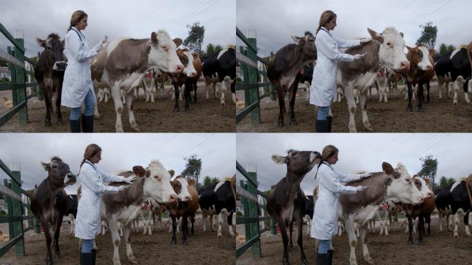 女兽医在畜牧场为奶牛接种疫苗