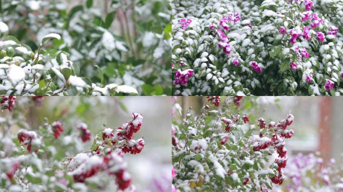 4K实拍雪中花朵6组