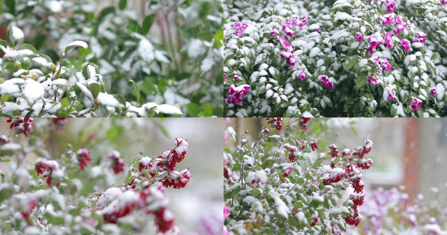 4K实拍雪中花朵6组