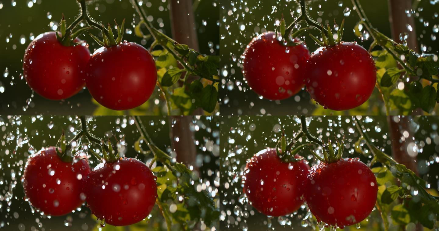 在花园里浇灌红色西红柿的超慢镜头特写镜头